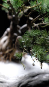 Snow Pine (Preserved Plants)