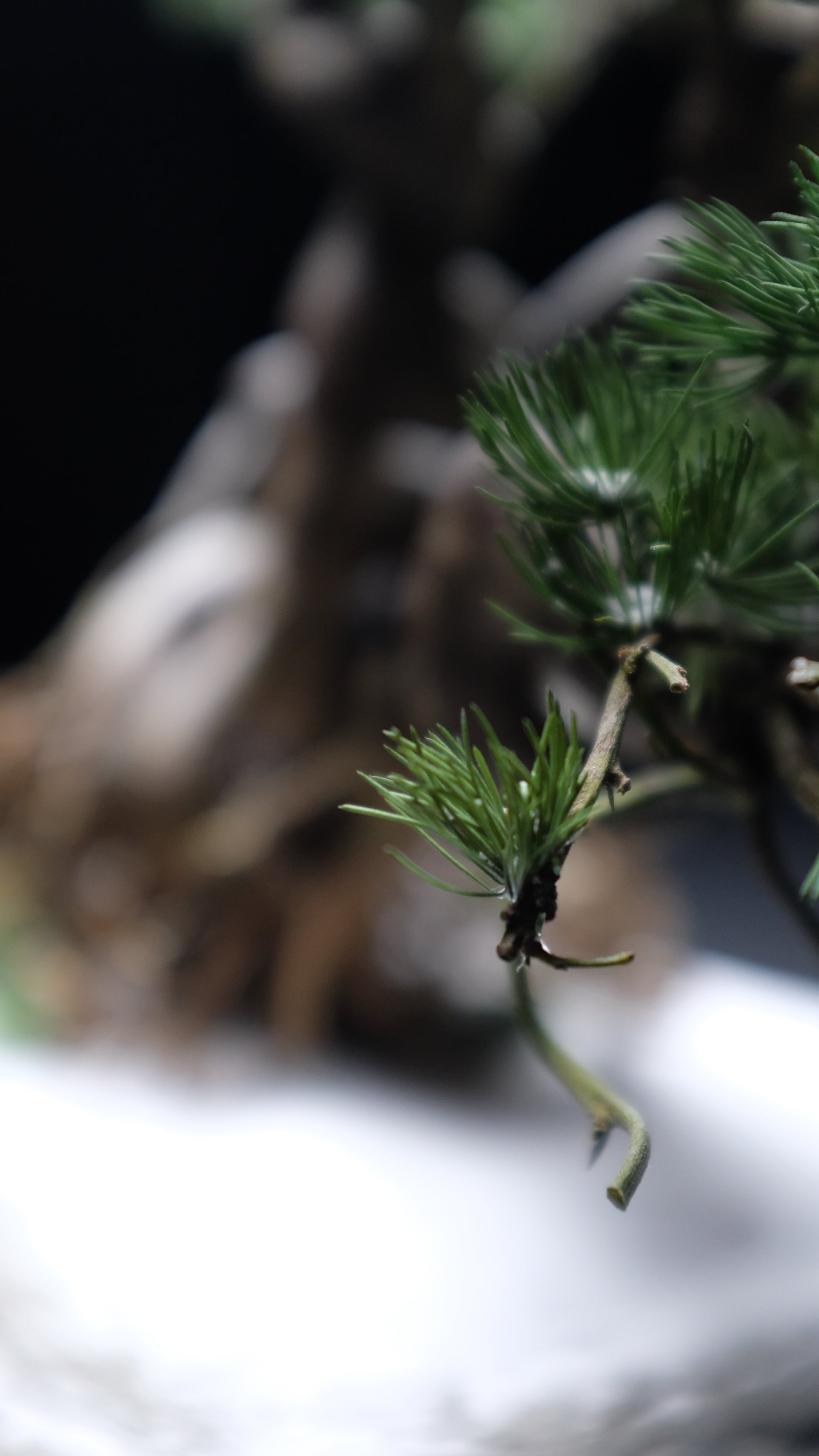 Snow Pine (Preserved Plants)