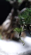 Snow Pine (Preserved Plants)