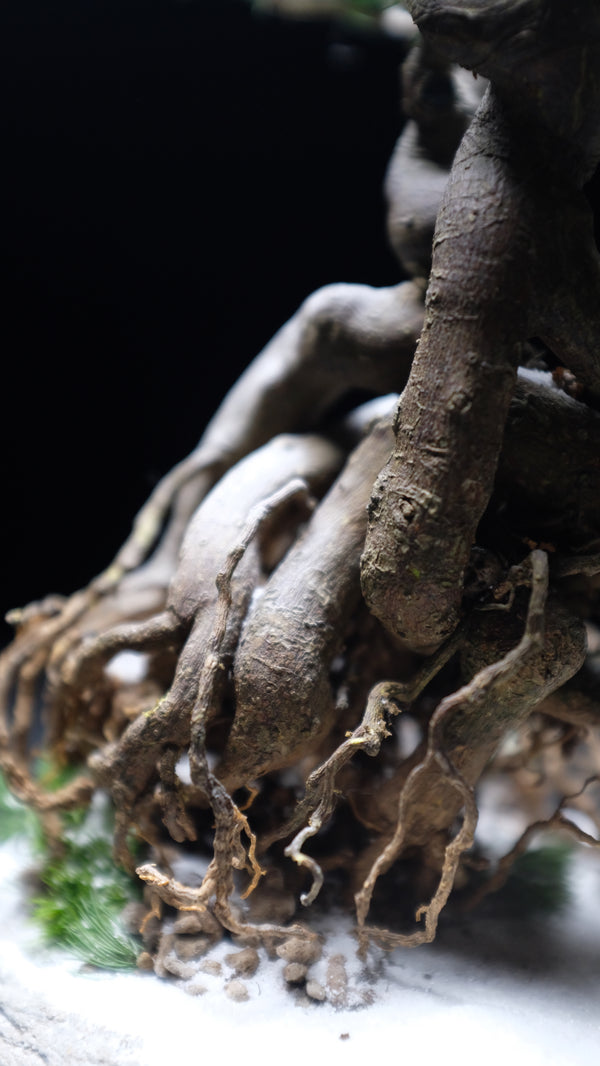 Snow Pine (Preserved Plants)