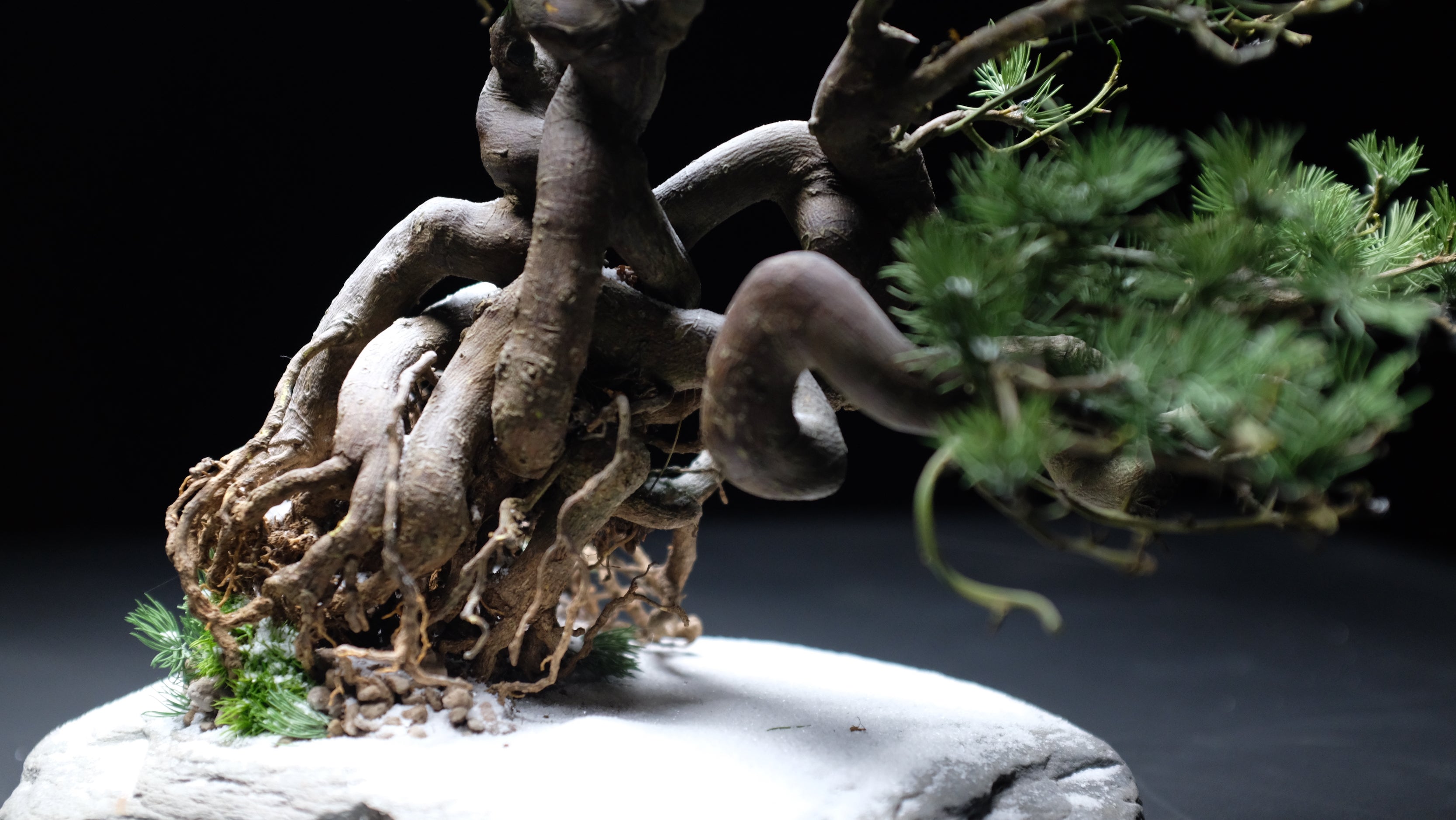 Snow Pine (Preserved Plants)