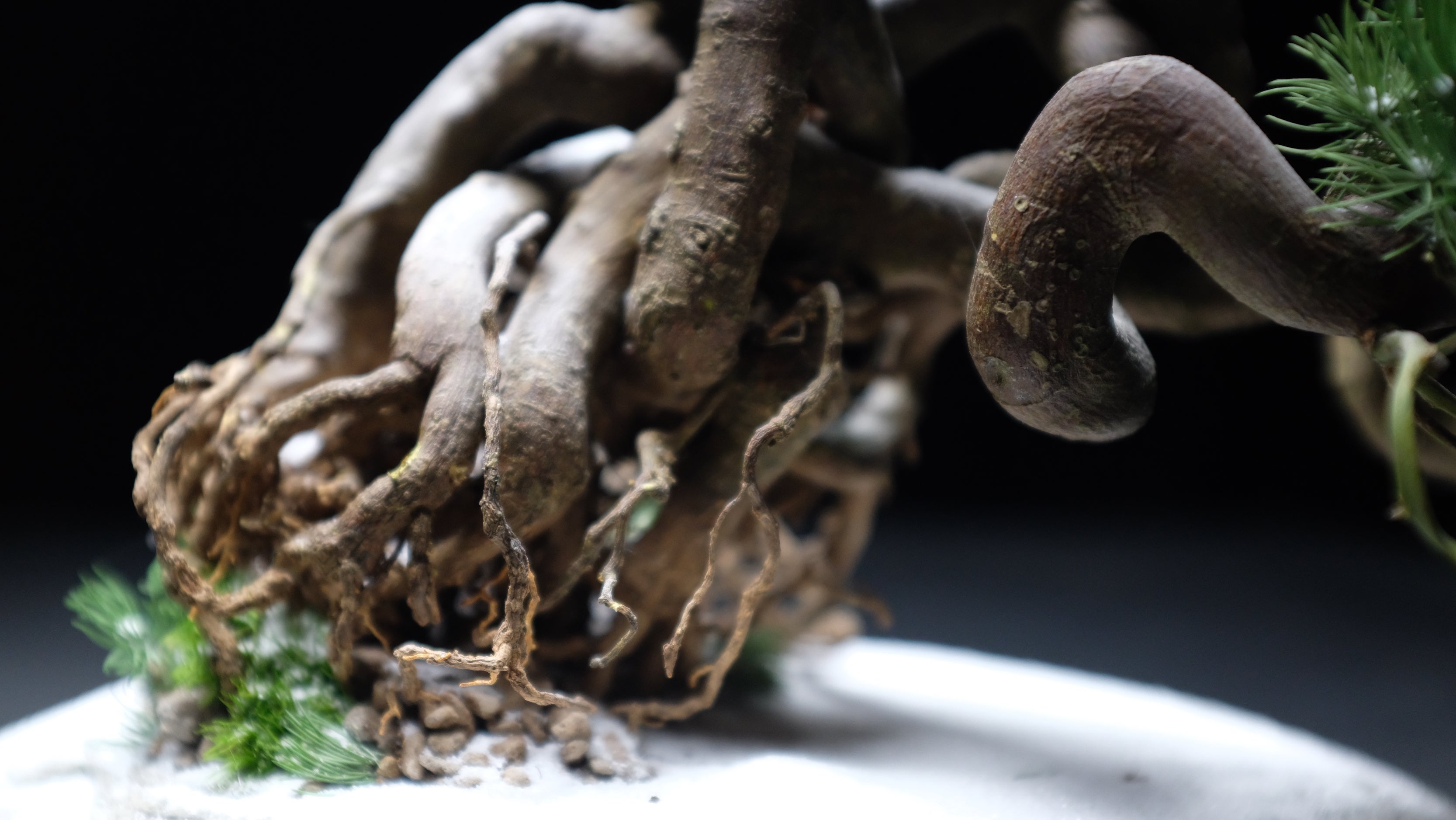 Snow Pine (Preserved Plants)