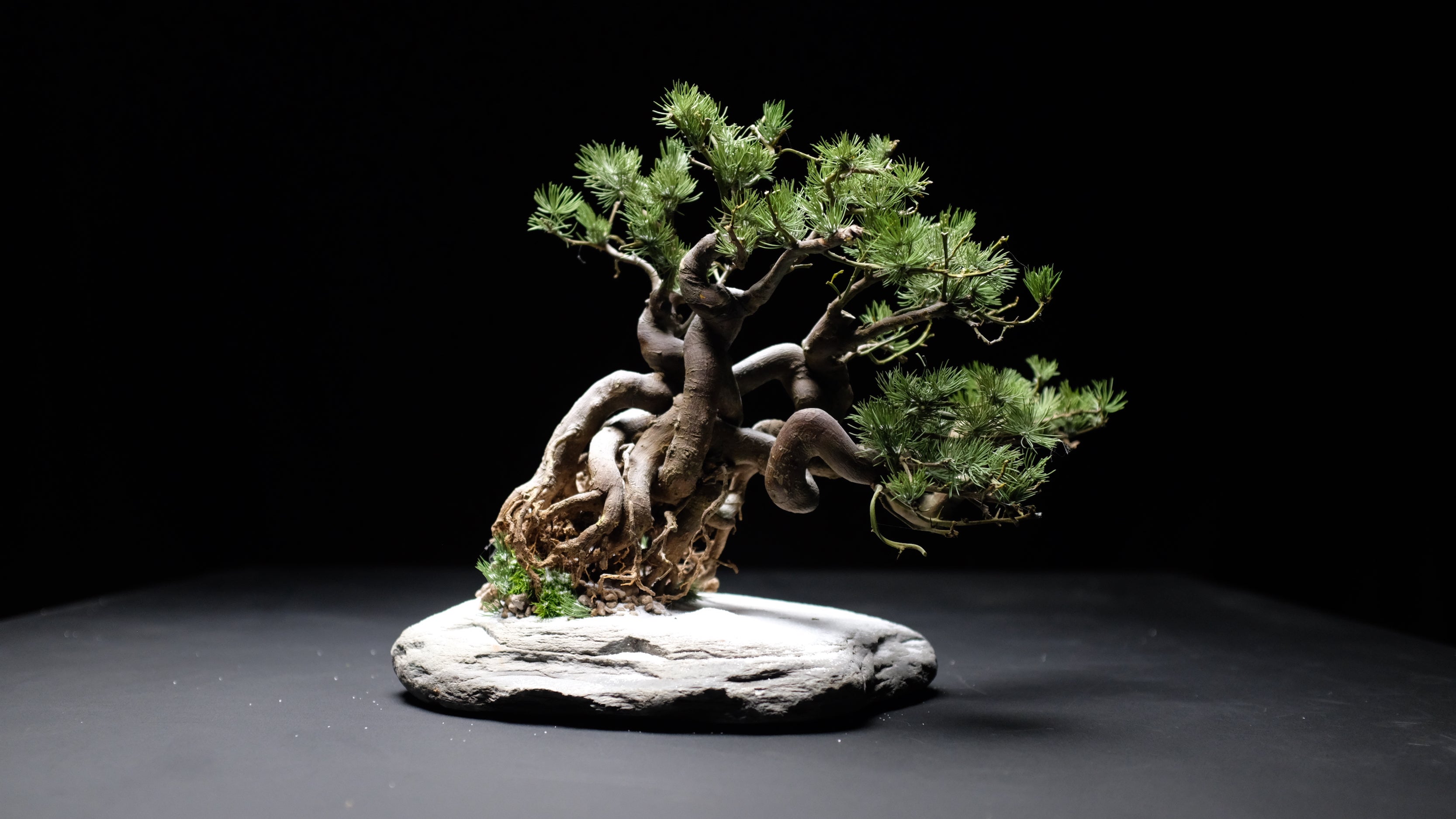 Snow Pine (Preserved Plants)