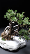 Snow Pine (Preserved Plants)