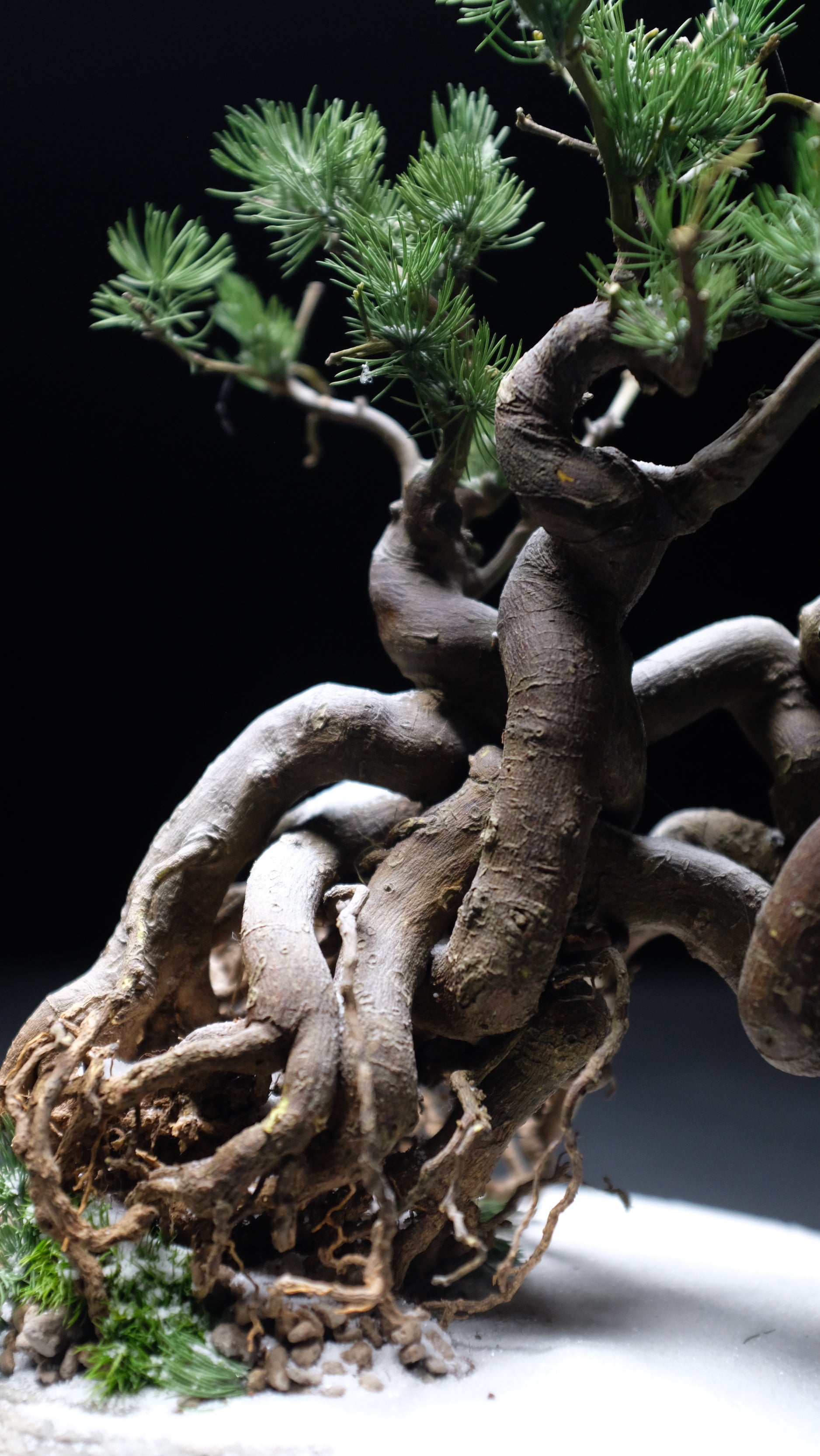 Snow Pine (Preserved Plants)