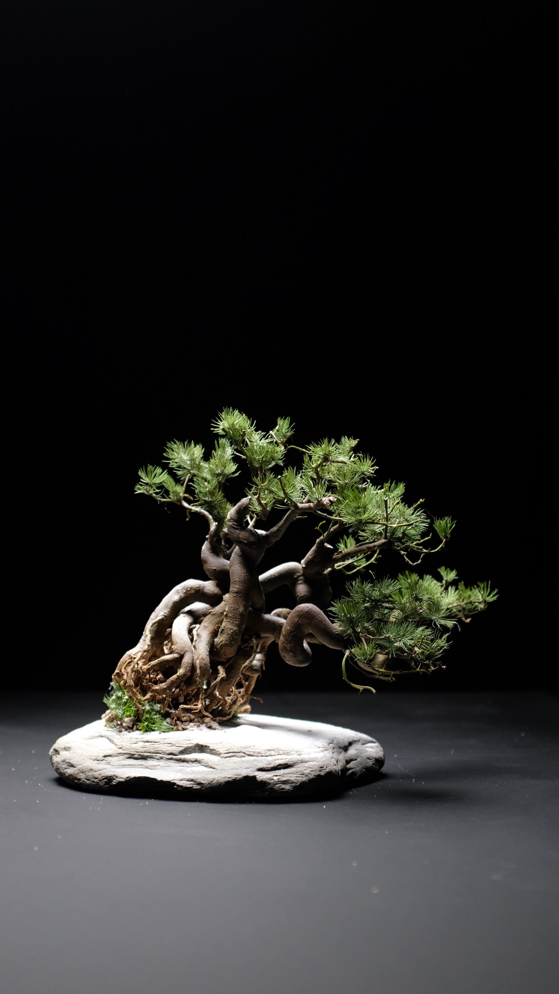 Snow Pine (Preserved Plants)