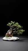 Snow Pine (Preserved Plants)