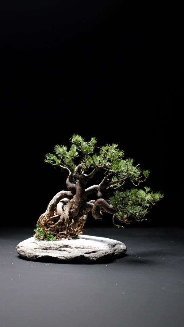 Snow Pine (Preserved Plants)