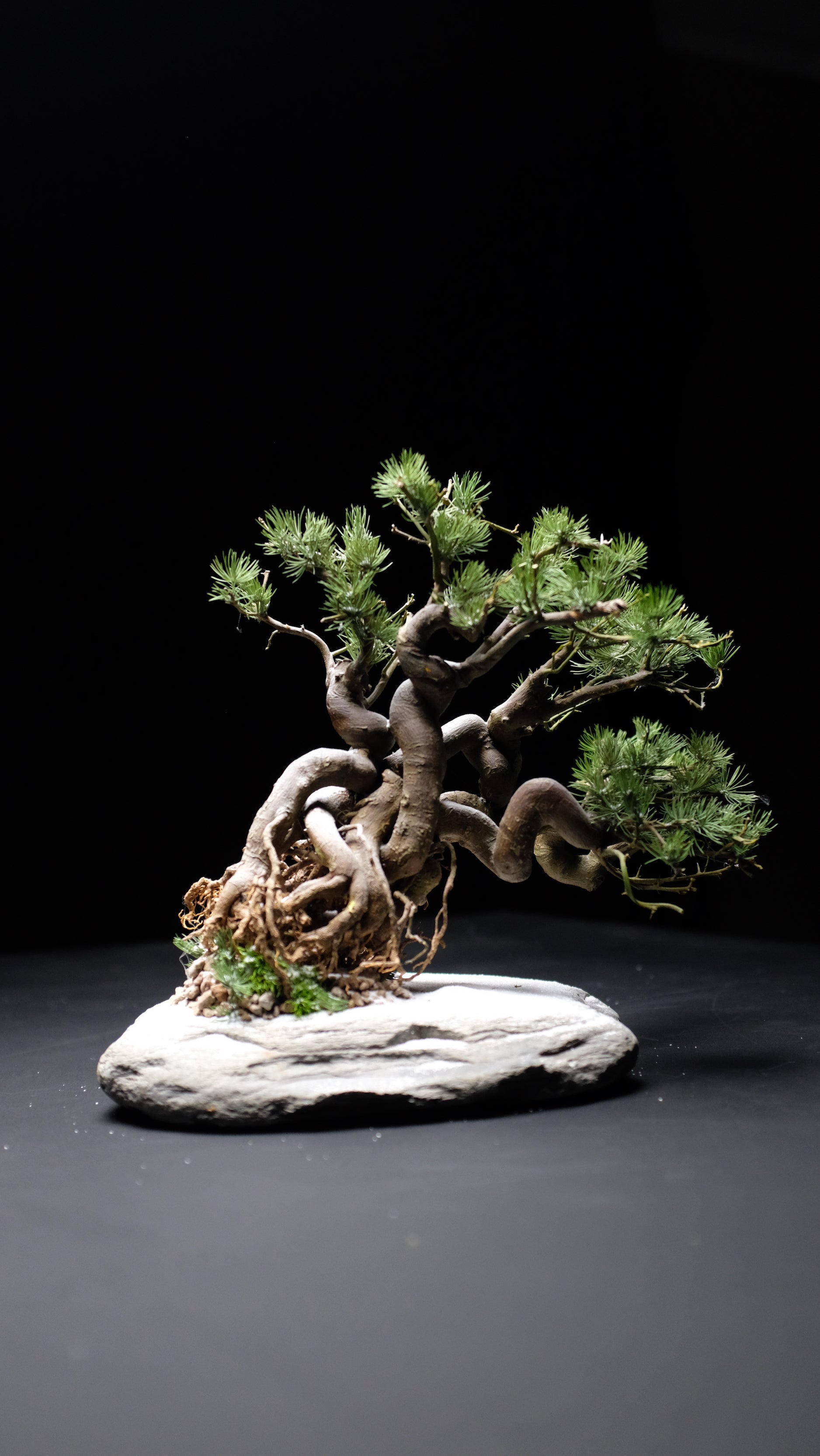 Snow Pine (Preserved Plants)
