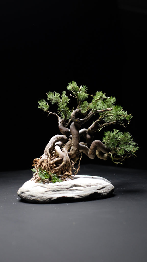 Snow Pine (Preserved Plants)