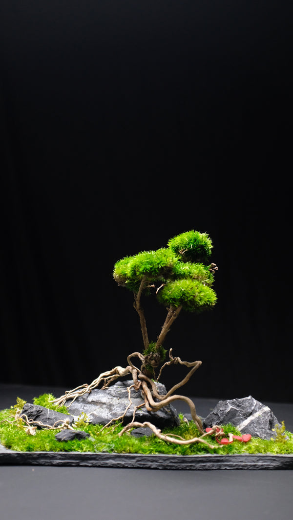 Slow Hill - Blackstone edition (Preserved Plants)