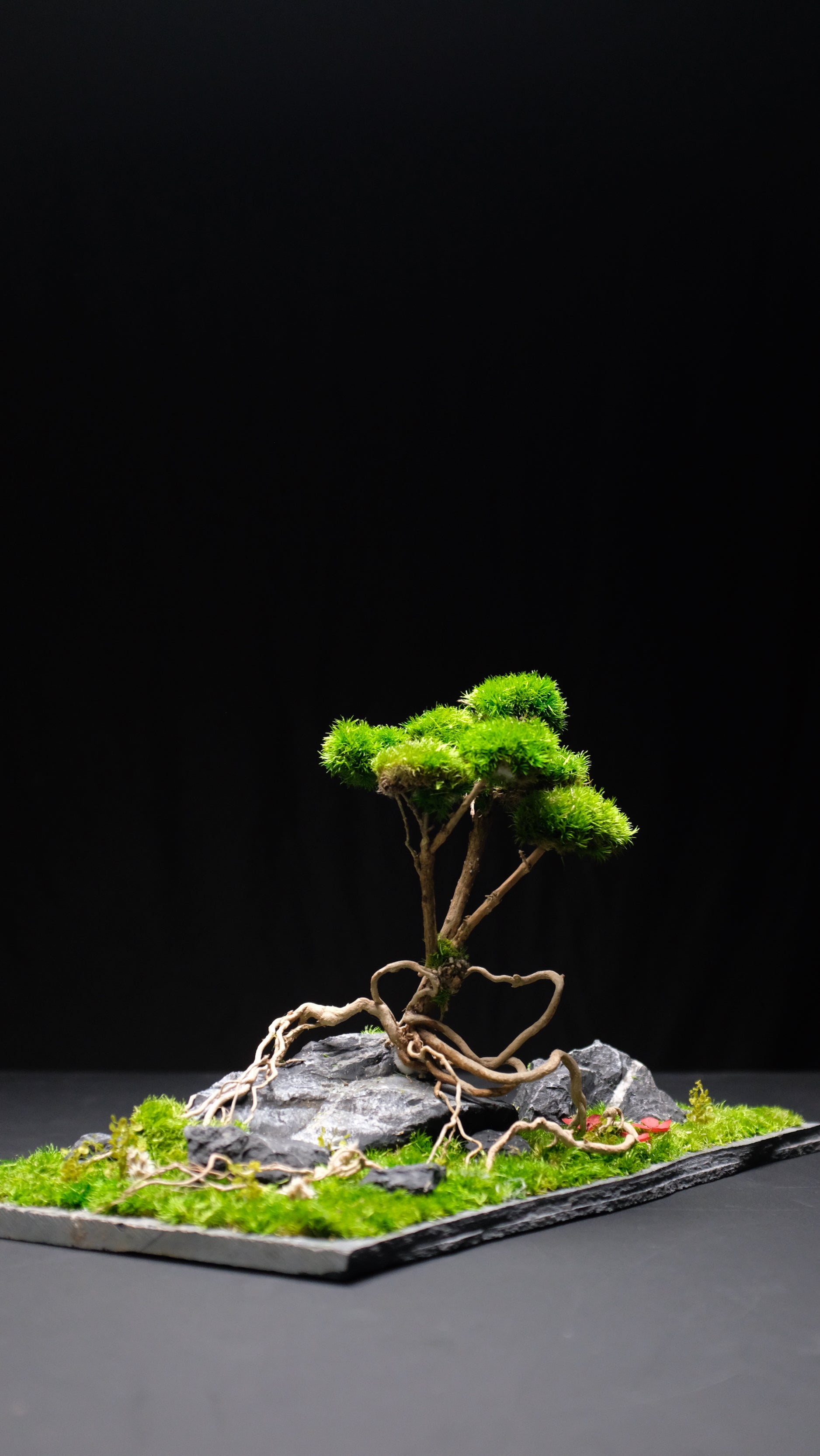 Slow Hill - Blackstone edition (Preserved Plants)