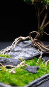 Slow Hill - Blackstone edition (Preserved Plants)