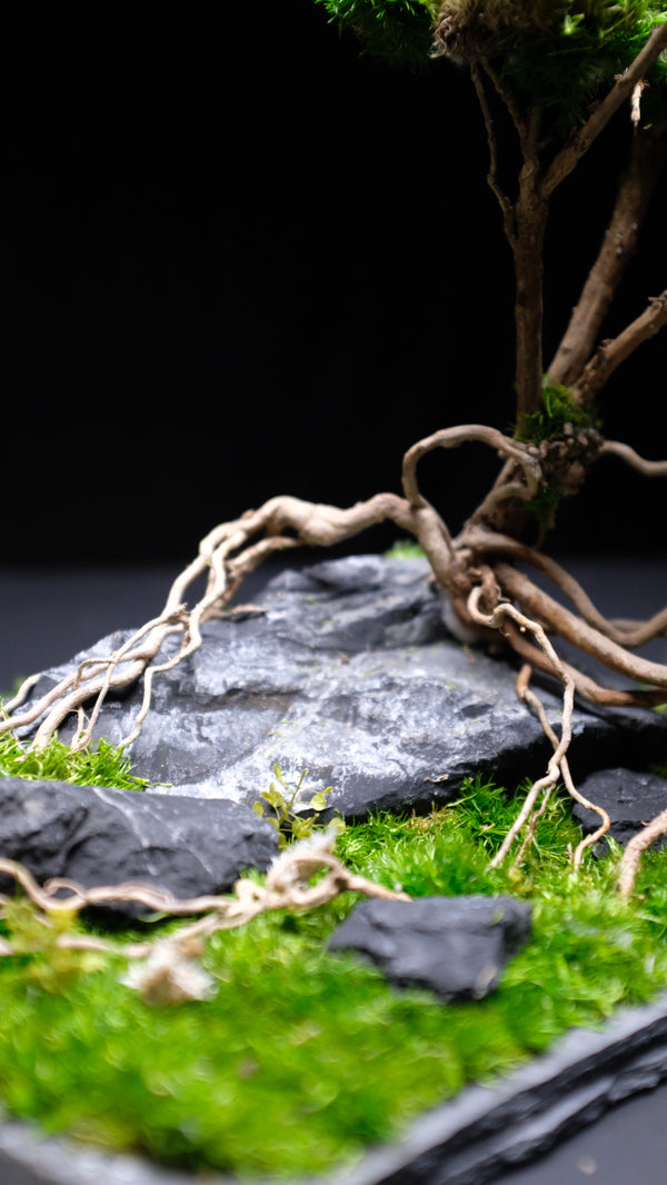 Slow Hill - Blackstone edition (Preserved Plants)