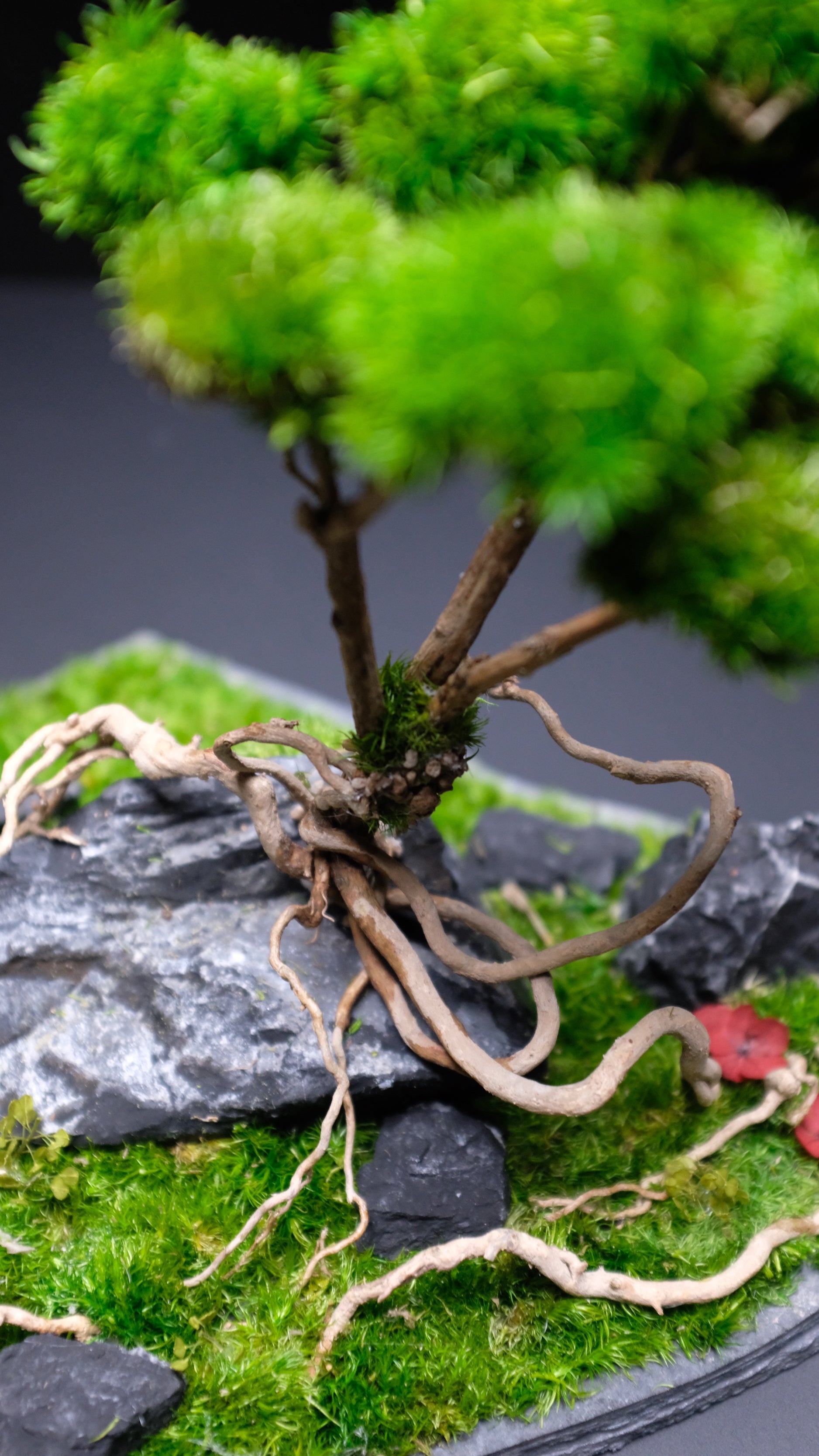 Slow Hill - Blackstone edition (Preserved Plants)