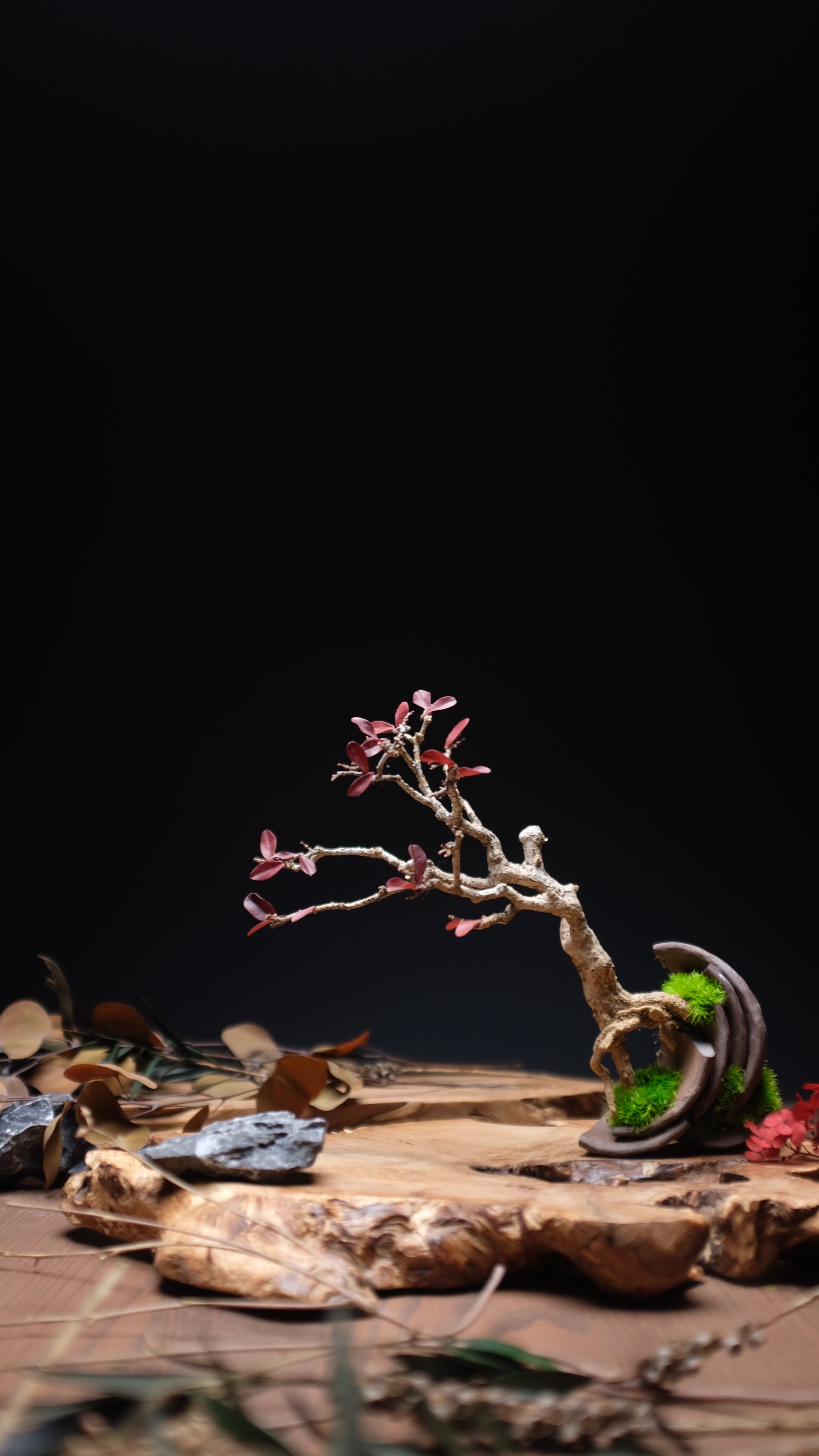 Half-Moon Bay - In Autumn (Preserved Plants)