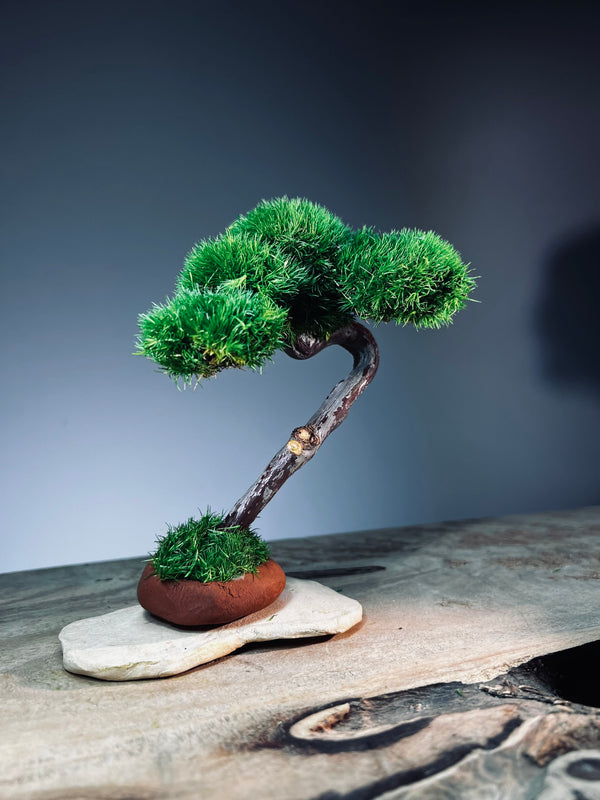 A Small Tree in the East - Classics (Preserved Plants)