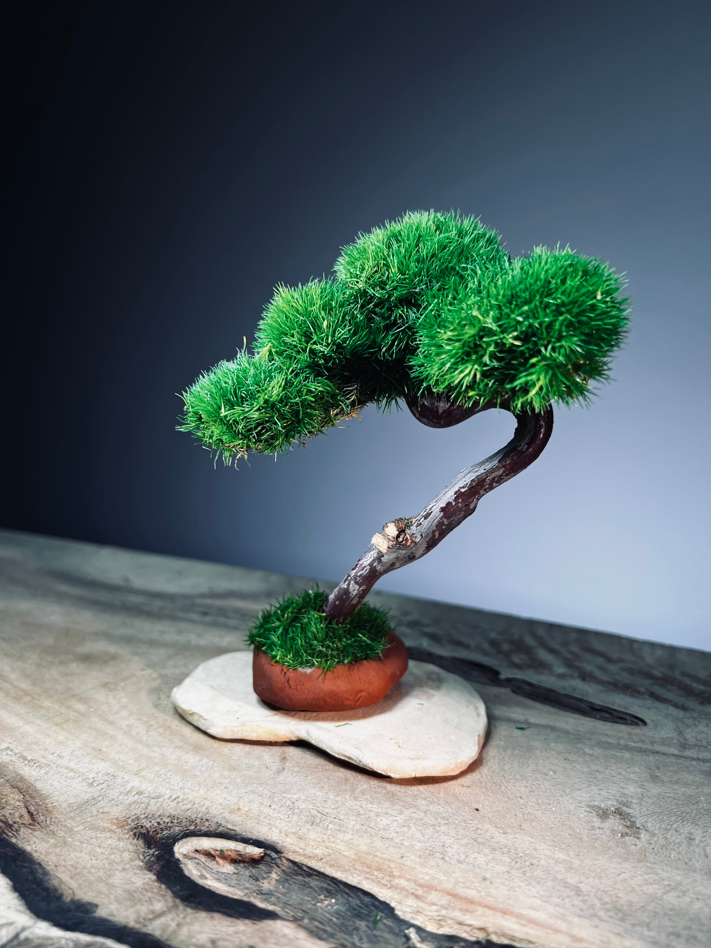 A Small Tree in the East - Classics (Preserved Plants)