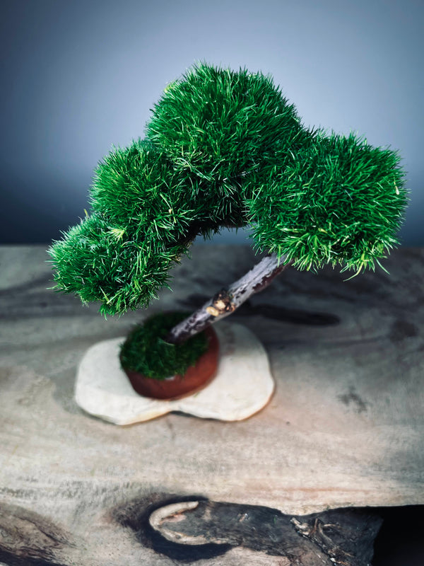 A Small Tree in the East - Classics (Preserved Plants)