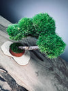 A Small Tree in the East - Classics (Preserved Plants)