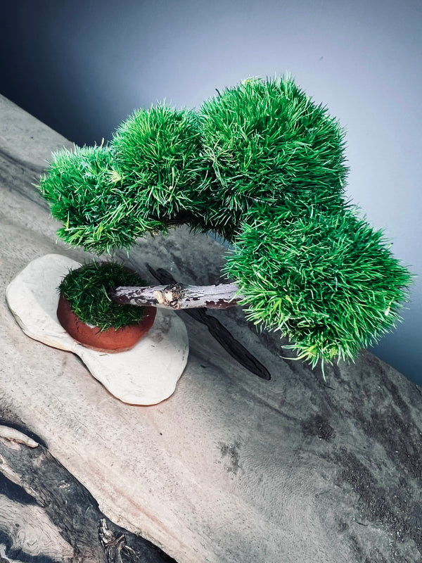 A Small Tree in the East - Classics (Preserved Plants)