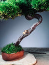 A Small Tree in the East - Classics (Preserved Plants)