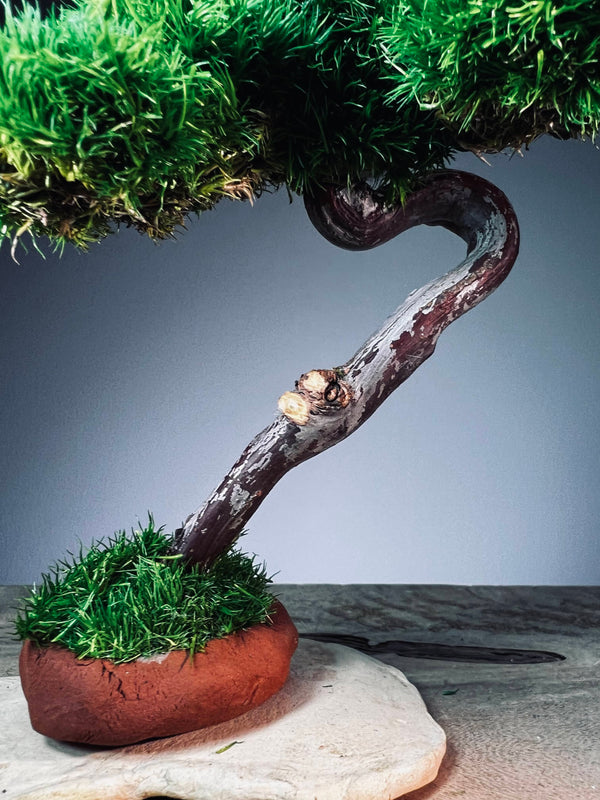 A Small Tree in the East - Classics (Preserved Plants)