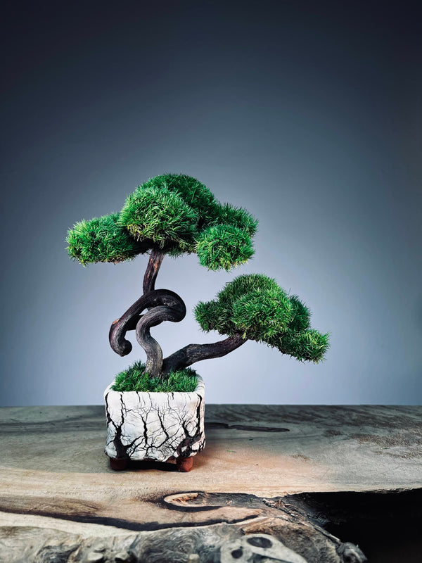 Dancer by the Walden Pond (Preserved Plants)