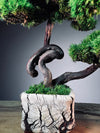 Dancer by the Walden Pond (Preserved Plants)
