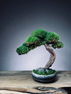 Rosewood (Preserved Plants)