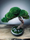 Rosewood (Preserved Plants)