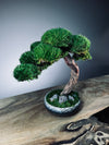 Rosewood (Preserved Plants)