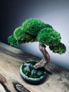 Rosewood (Preserved Plants)