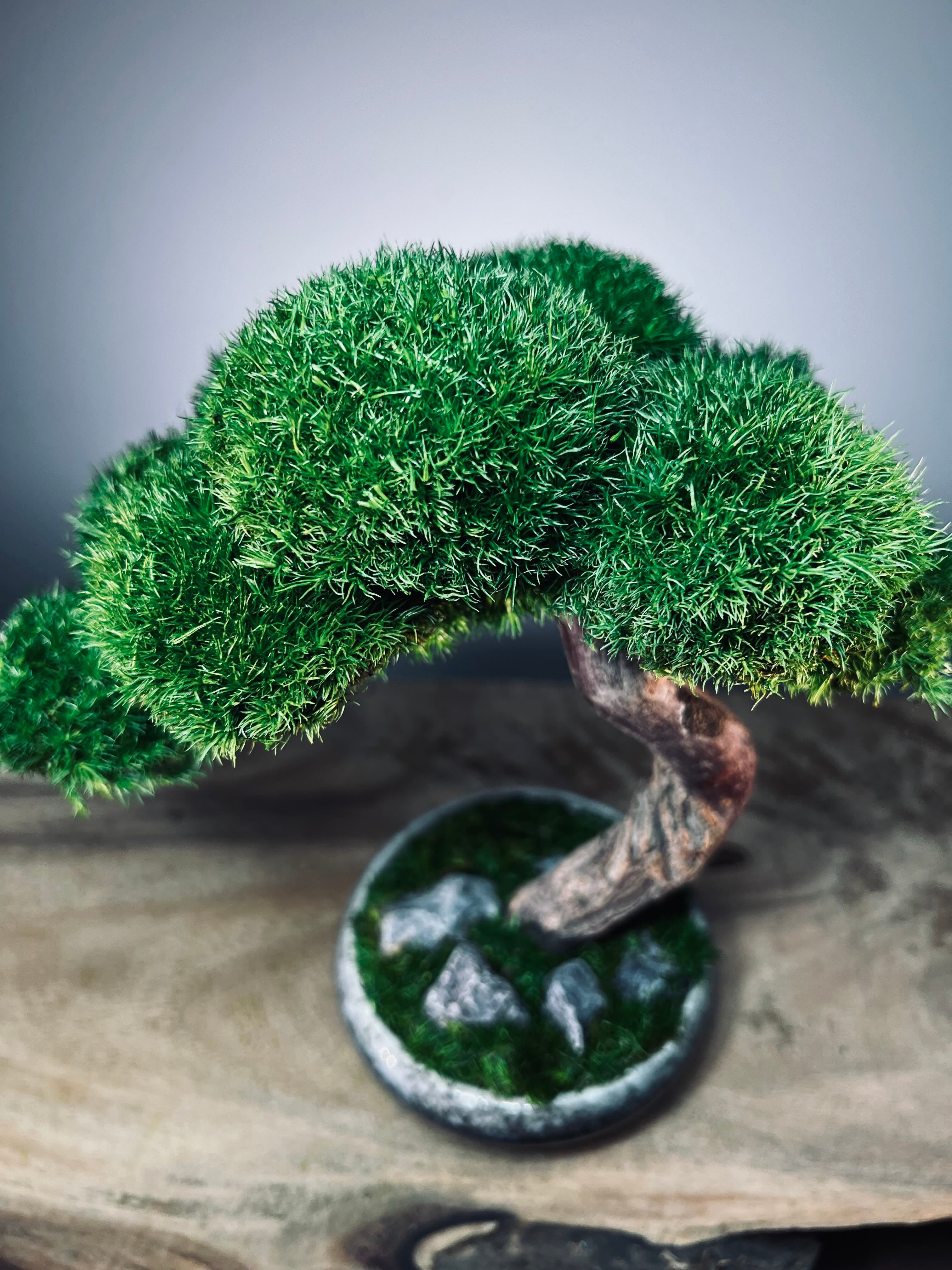 Rosewood (Preserved Plants)