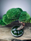 Rosewood (Preserved Plants)