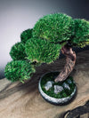 Rosewood (Preserved Plants)