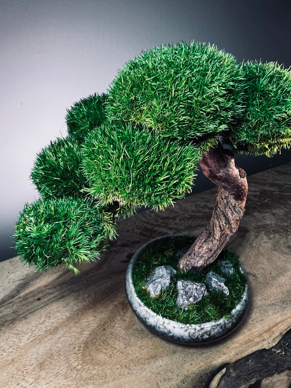 Rosewood (Preserved Plants)