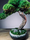 Rosewood (Preserved Plants)