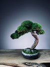 Rosewood (Preserved Plants)