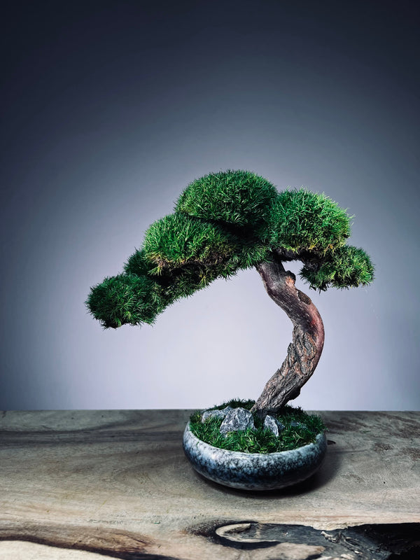 Rosewood (Preserved Plants)
