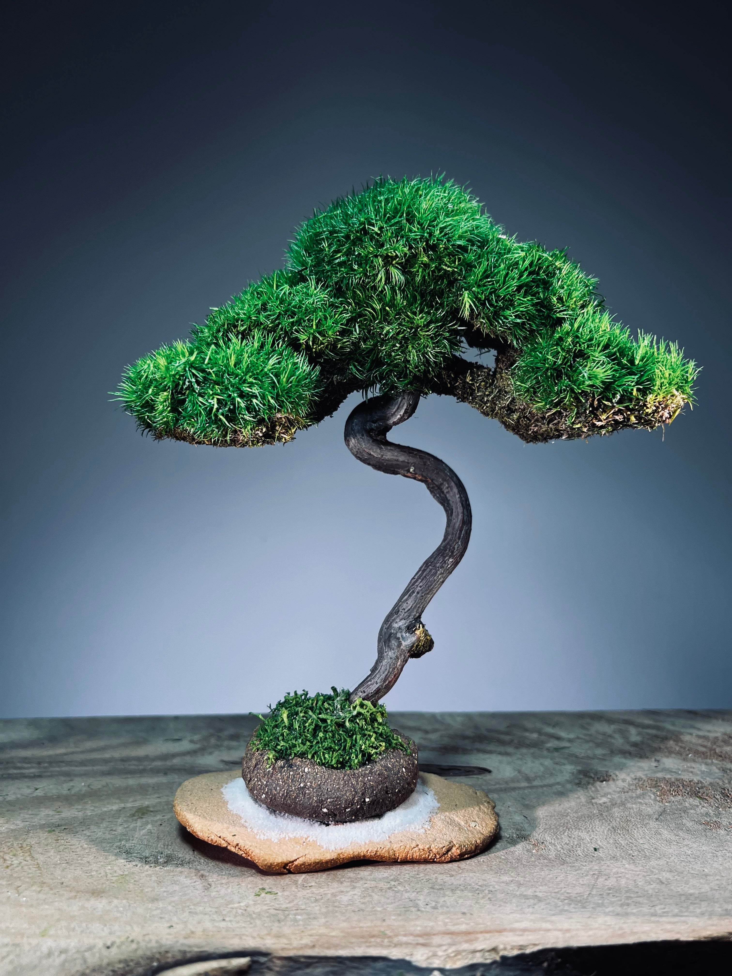 Light in the Garden - Rosewood (Preserved Plants)