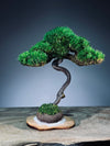 Light in the Garden - Rosewood (Preserved Plants)