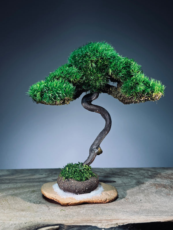Light in the Garden - Rosewood (Preserved Plants)