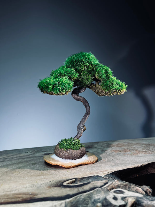 Light in the Garden - Rosewood (Preserved Plants)