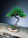 Light in the Garden - Rosewood (Preserved Plants)