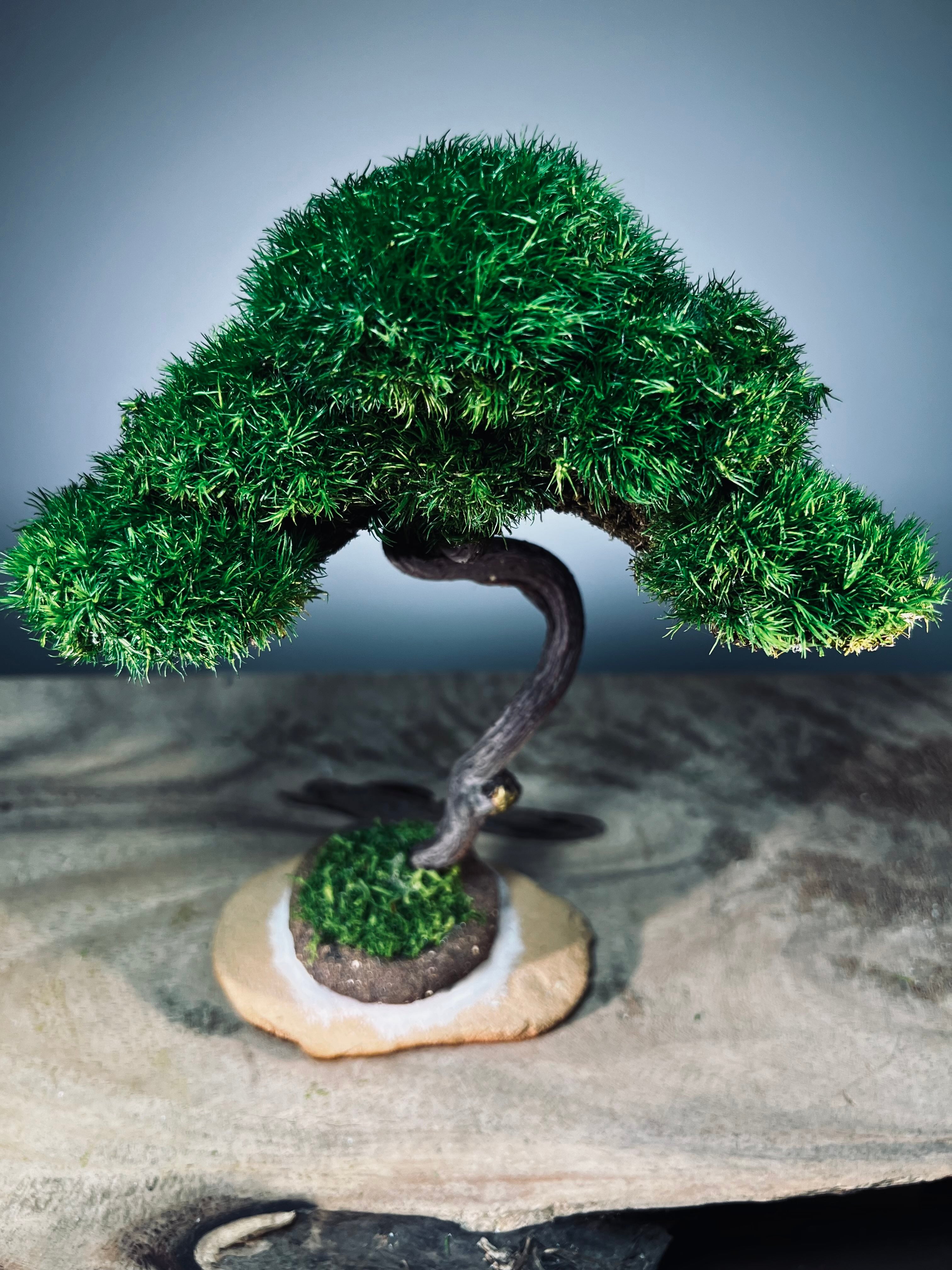 Light in the Garden - Rosewood (Preserved Plants)