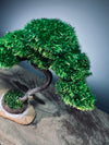 Light in the Garden - Rosewood (Preserved Plants)