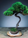 Light in the Garden - Rosewood (Preserved Plants)
