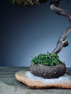 Light in the Garden - Rosewood (Preserved Plants)