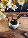 A Small Tree in the East - Golden Autumn (Preserved Plants)